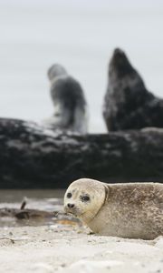 Preview wallpaper fur seal, animal, blur, sand