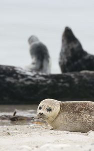 Preview wallpaper fur seal, animal, blur, sand