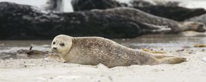 Preview wallpaper fur seal, animal, blur, sand