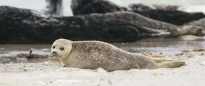 Preview wallpaper fur seal, animal, blur, sand