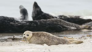 Preview wallpaper fur seal, animal, blur, sand