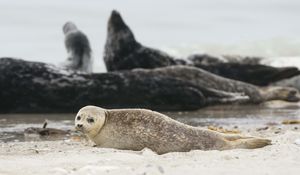 Preview wallpaper fur seal, animal, blur, sand