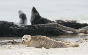 Preview wallpaper fur seal, animal, blur, sand