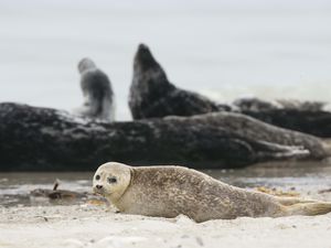 Preview wallpaper fur seal, animal, blur, sand