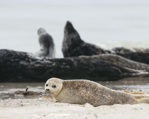 Preview wallpaper fur seal, animal, blur, sand