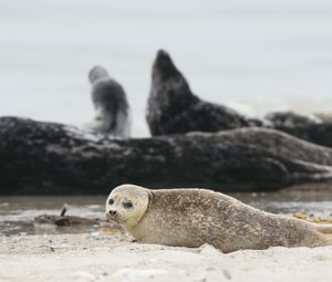 Preview wallpaper fur seal, animal, blur, sand