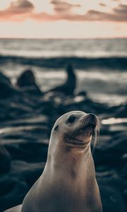 Preview wallpaper fur seal, animal, cute