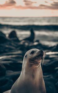 Preview wallpaper fur seal, animal, cute