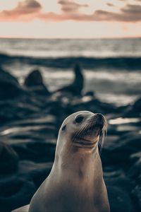 Preview wallpaper fur seal, animal, cute