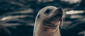 Preview wallpaper fur seal, animal, cute