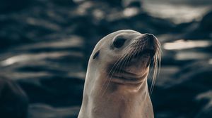 Preview wallpaper fur seal, animal, cute