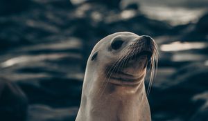 Preview wallpaper fur seal, animal, cute