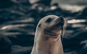 Preview wallpaper fur seal, animal, cute