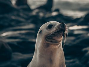 Preview wallpaper fur seal, animal, cute