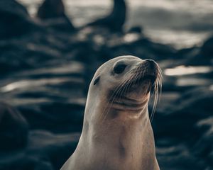 Preview wallpaper fur seal, animal, cute