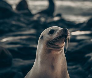 Preview wallpaper fur seal, animal, cute