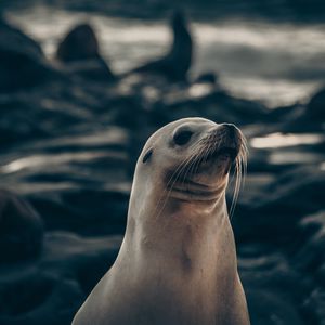 Preview wallpaper fur seal, animal, cute