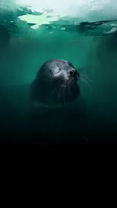 Preview wallpaper fur seal, animal, cute, water, art