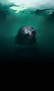 Preview wallpaper fur seal, animal, cute, water, art