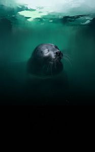 Preview wallpaper fur seal, animal, cute, water, art