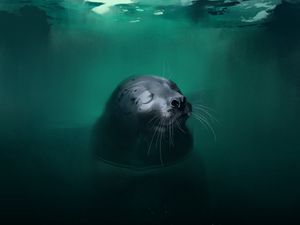 Preview wallpaper fur seal, animal, cute, water, art