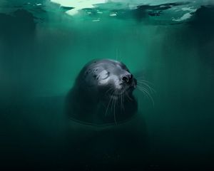 Preview wallpaper fur seal, animal, cute, water, art