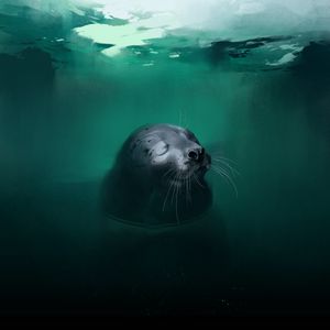 Preview wallpaper fur seal, animal, cute, water, art