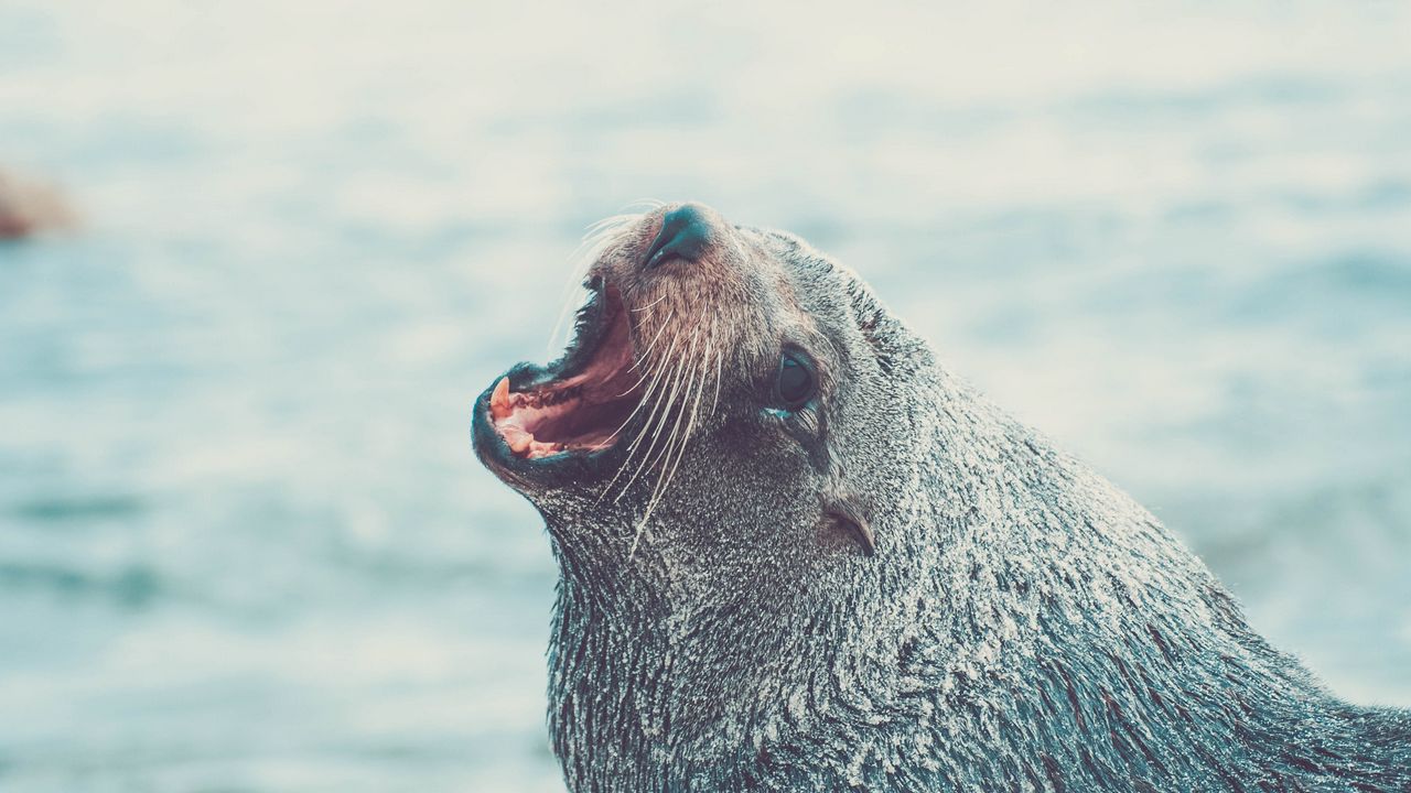 Wallpaper fur seal, cry, muzzle, water