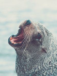 Preview wallpaper fur seal, cry, muzzle, water