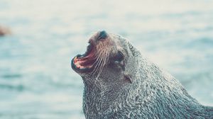 Preview wallpaper fur seal, cry, muzzle, water