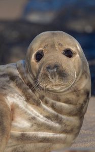 Preview wallpaper fur seal, look, cute