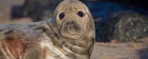 Preview wallpaper fur seal, look, cute