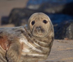 Preview wallpaper fur seal, look, cute