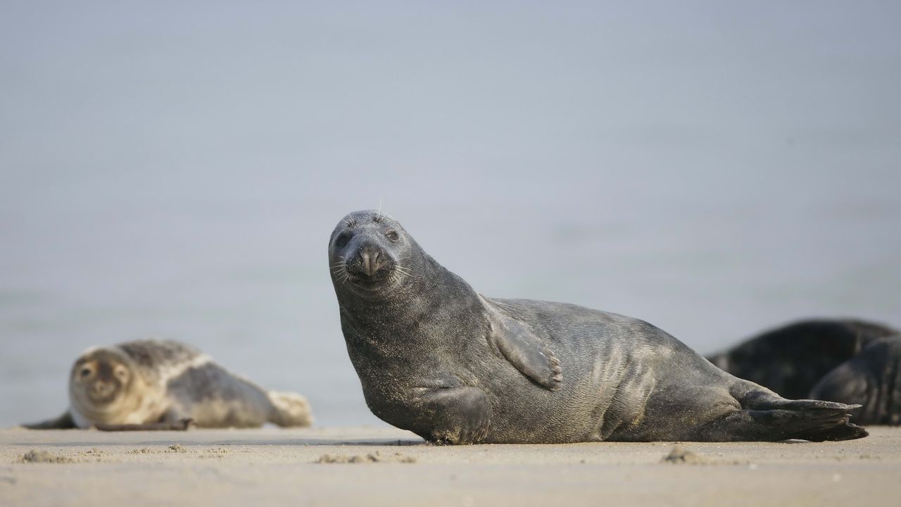 Wallpaper fur seal, mammal, sand