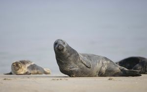 Preview wallpaper fur seal, mammal, sand