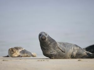 Preview wallpaper fur seal, mammal, sand