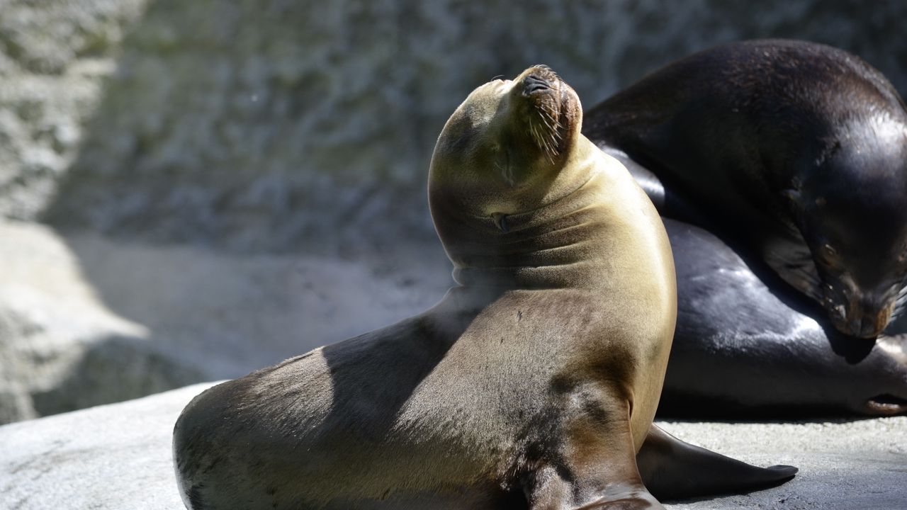 Wallpaper fur seal, playful, couple