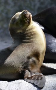 Preview wallpaper fur seal, playful, couple