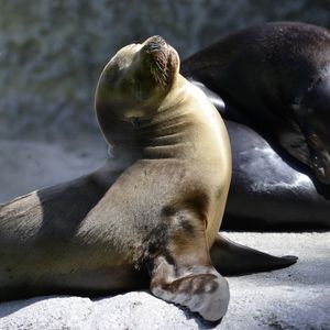 Preview wallpaper fur seal, playful, couple