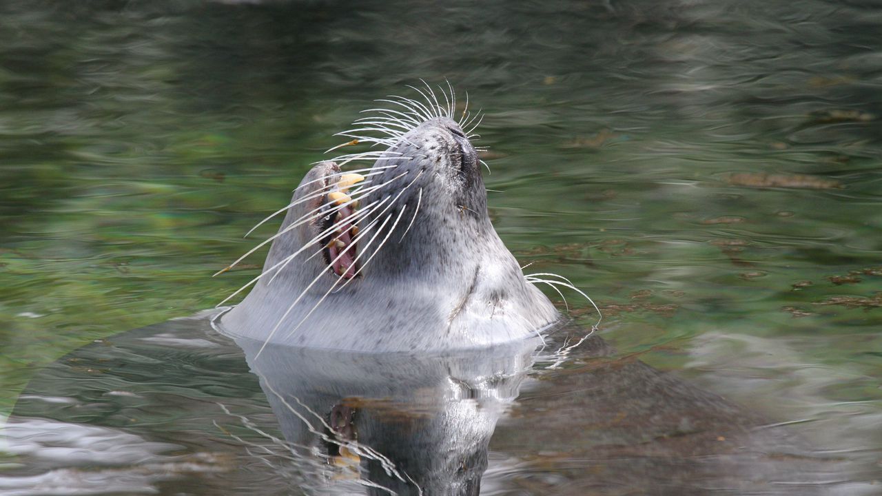 Wallpaper fur seal, snout, water