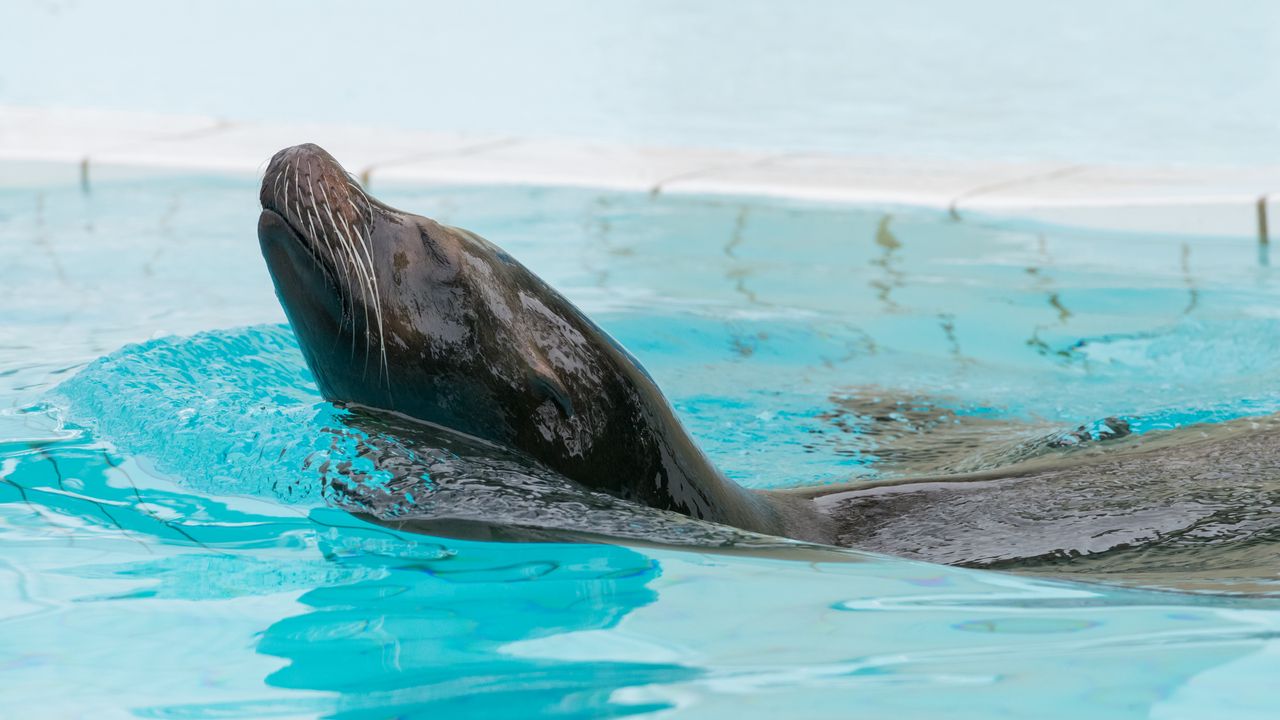 Wallpaper fur seal, swimming, pool
