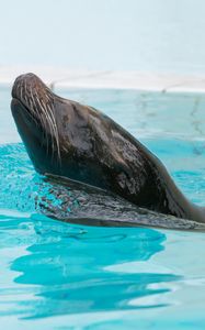 Preview wallpaper fur seal, swimming, pool