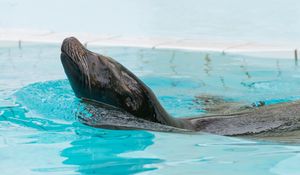 Preview wallpaper fur seal, swimming, pool