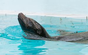 Preview wallpaper fur seal, swimming, pool