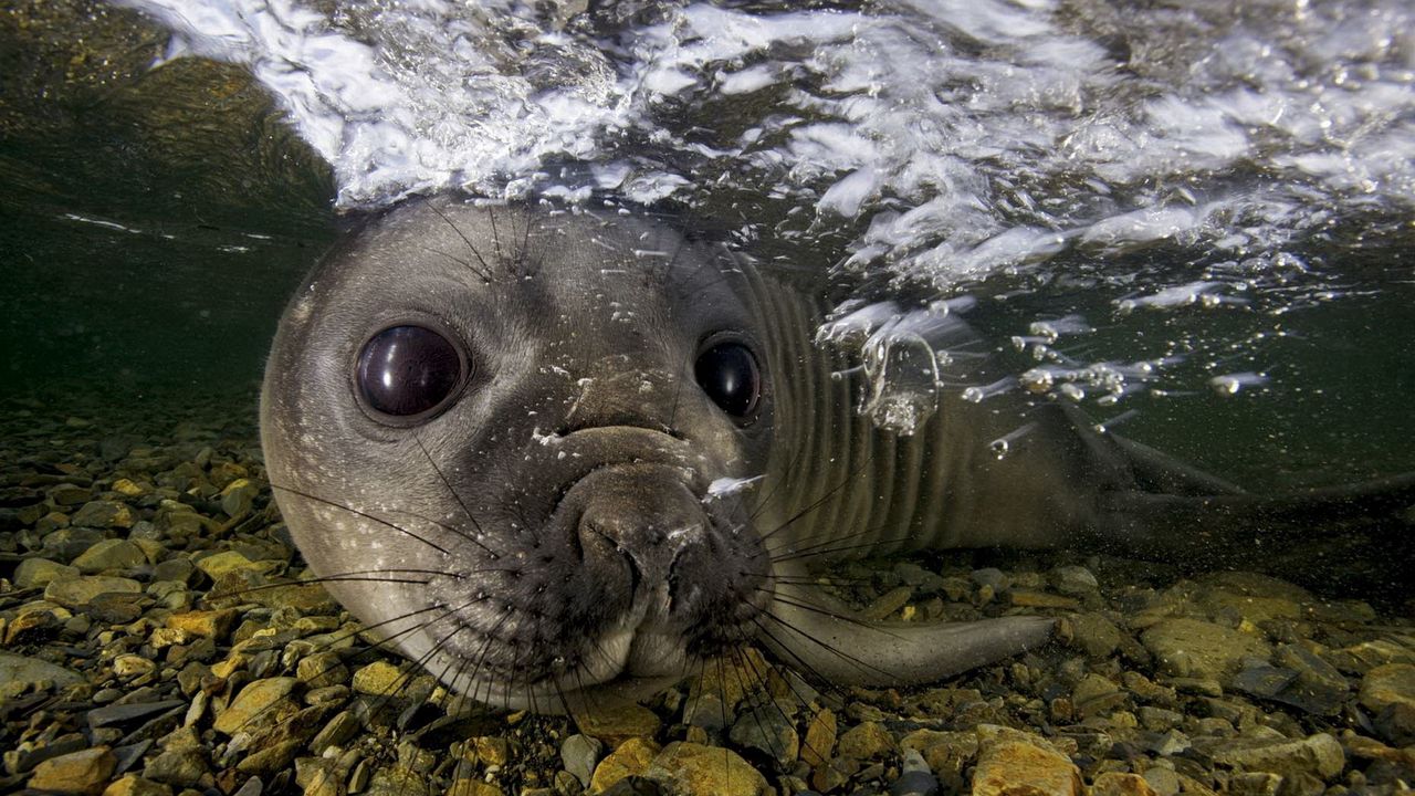 Wallpaper fur seal, underwater, swimming, face, stones