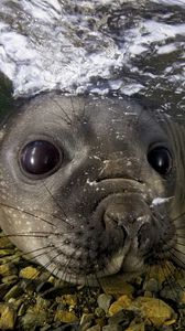 Preview wallpaper fur seal, underwater, swimming, face, stones