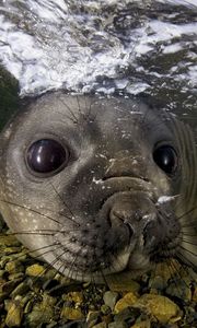 Preview wallpaper fur seal, underwater, swimming, face, stones