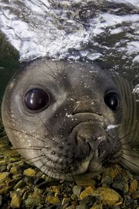 Preview wallpaper fur seal, underwater, swimming, face, stones