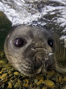 Preview wallpaper fur seal, underwater, swimming, face, stones