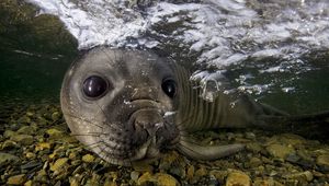 Preview wallpaper fur seal, underwater, swimming, face, stones